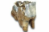 Fossil Woolly Rhino (Coelodonta) Tooth - Siberia #303334-1